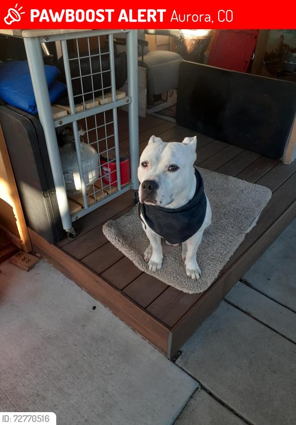 Lost Male Dog last seen Reservoir and Flanders Street, Aurora, CO 80013