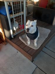 Lost Male Dog last seen Reservoir and Flanders Street, Aurora, CO 80013