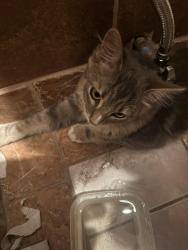 Found/Stray Female Cat last seen 22nd and Wilmot off of Sahuara, Tucson, AZ 85711