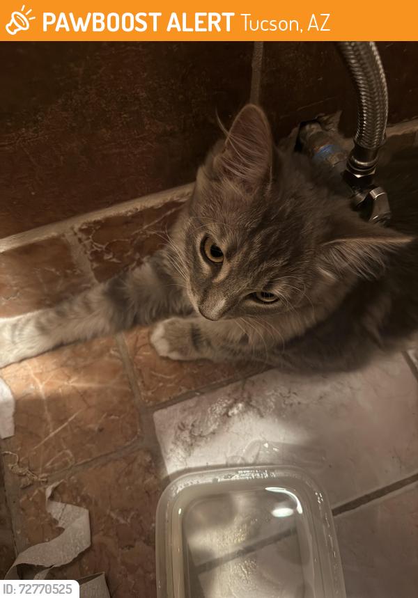 Found/Stray Female Cat last seen 22nd and Wilmot off of Sahuara, Tucson, AZ 85711