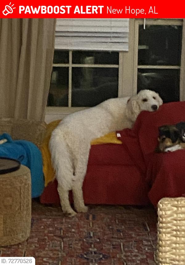 Lost Male Dog last seen Main Street, Hwy. 431, New Hope, AL 35760