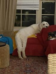 Lost Male Dog last seen Main Street, Hwy. 431, New Hope, AL 35760