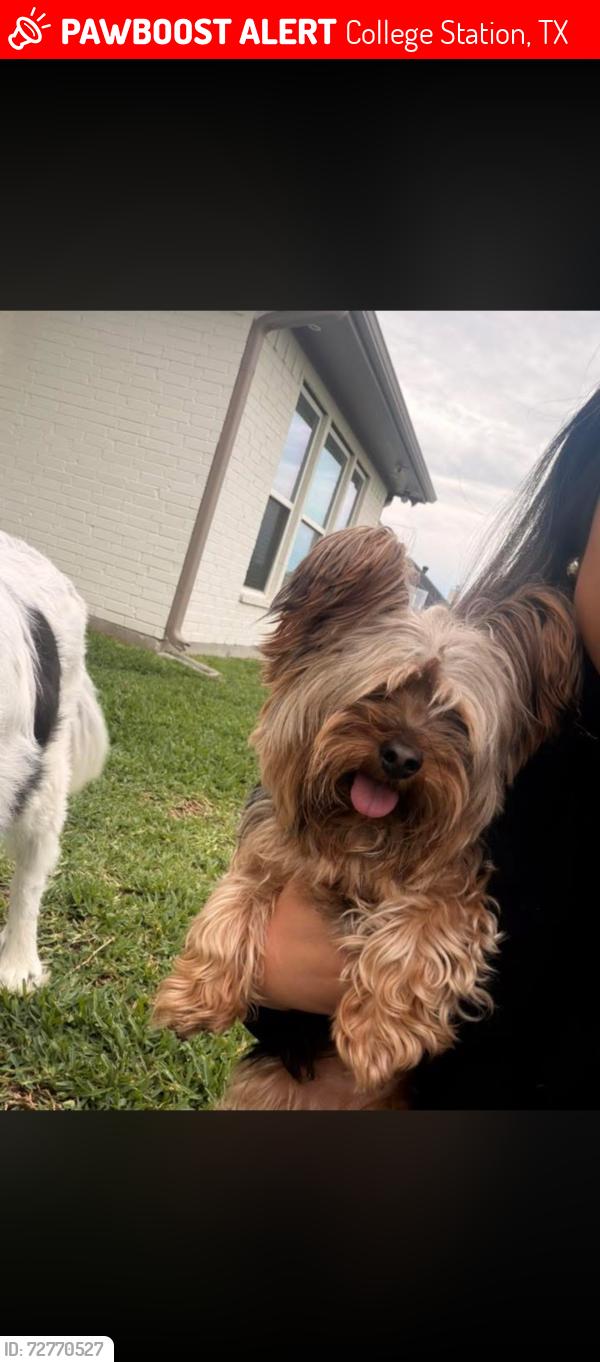 Lost Female Dog last seen River bend elementary, College Station, TX 77845