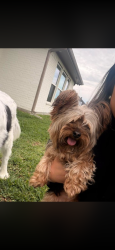 Lost Female Dog last seen River bend elementary, College Station, TX 77845