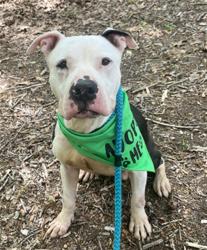 Shelter Stray Male Dog last seen CHARLOTTE, Charlotte, NC 28217