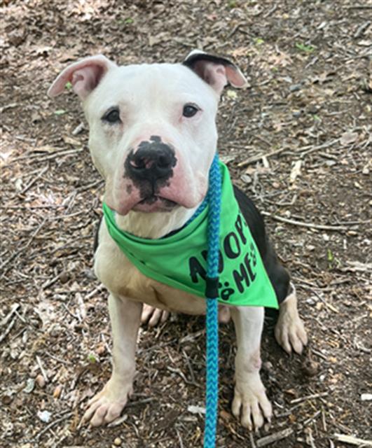 Shelter Stray Male Dog last seen CHARLOTTE, Charlotte, NC 28217