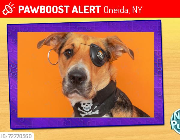 Lost Female Dog last seen oneida woods, Oneida, NY 13421