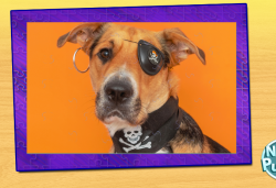 Lost Female Dog last seen oneida woods, Oneida, NY 13421