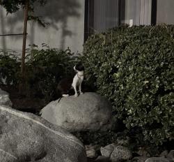 Found/Stray Unknown Cat last seen Brea, Brea, CA 92821