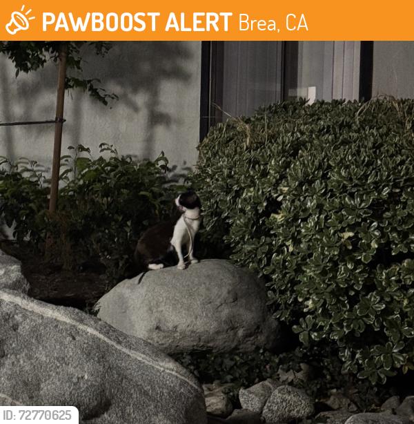 Found/Stray Unknown Cat last seen Brea, Brea, CA 92821