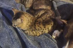 Lost Male Cat last seen State st, Salem, OR 97301