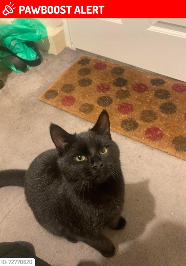 Lost Male Cat last seen Arlesey jubilee cresent , Central Bedfordshire, England SG15