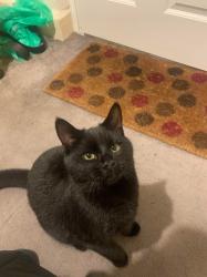Lost Male Cat last seen Arlesey jubilee cresent , Central Bedfordshire, England SG15