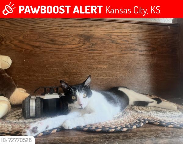 Lost Female Cat last seen 65th and Speaker Road, Kansas City, KS 66111