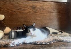 Lost Female Cat last seen 65th and Speaker Road, Kansas City, KS 66111