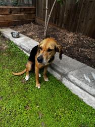 Found/Stray Female Dog last seen Covell, Edmond, OK 73034