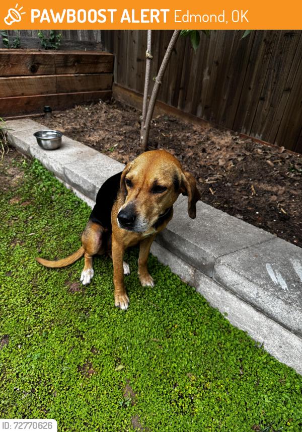 Found/Stray Female Dog last seen Covell, Edmond, OK 73034