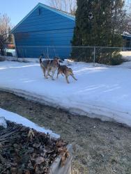 Found/Stray Unknown Dog last seen Waldron and Lake Otis, Anchorage, AK 99507
