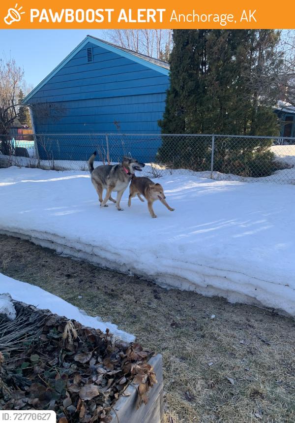 Found/Stray Unknown Dog last seen Waldron and Lake Otis, Anchorage, AK 99507