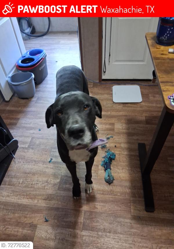 Lost Female Dog last seen Spring Branch/ Black Champ Rd. , Waxahachie, TX 75167