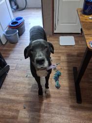 Lost Female Dog last seen Spring Branch/ Black Champ Rd. , Waxahachie, TX 75167