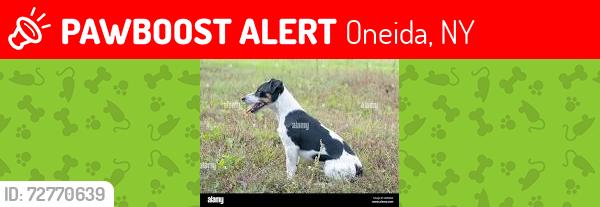 Lost Female Dog last seen oneida , Oneida, NY 13421