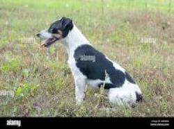 Lost Female Dog last seen oneida , Oneida, NY 13421