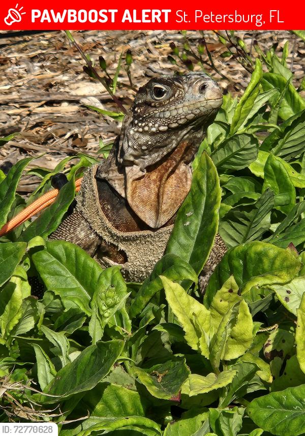 Lost Female Reptile last seen Near ave n and 74th st n, St. Petersburg, FL 33709