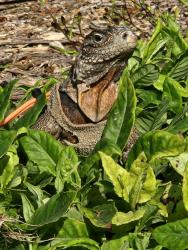 Lost Female Reptile last seen Near ave n and 74th st n, St. Petersburg, FL 33709