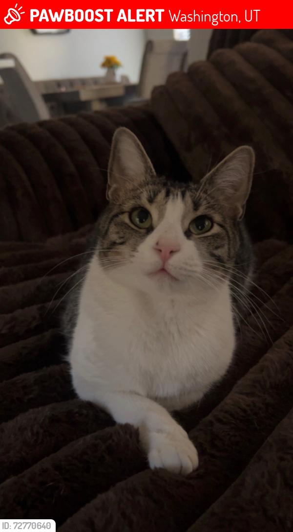 Lost Female Cat last seen  in Washington, UT 84780 near Off Washington Exit., Washington, UT 84780