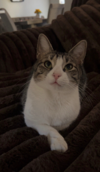 Lost Female Cat last seen  in Washington, UT 84780 near Off Washington Exit., Washington, UT 84780