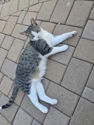 Found/Stray Unknown Cat last seen Higley and Williams field, Gilbert, AZ 85233