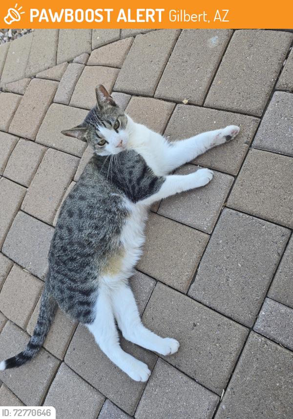 Found/Stray Unknown Cat last seen Higley and Williams field, Gilbert, AZ 85233