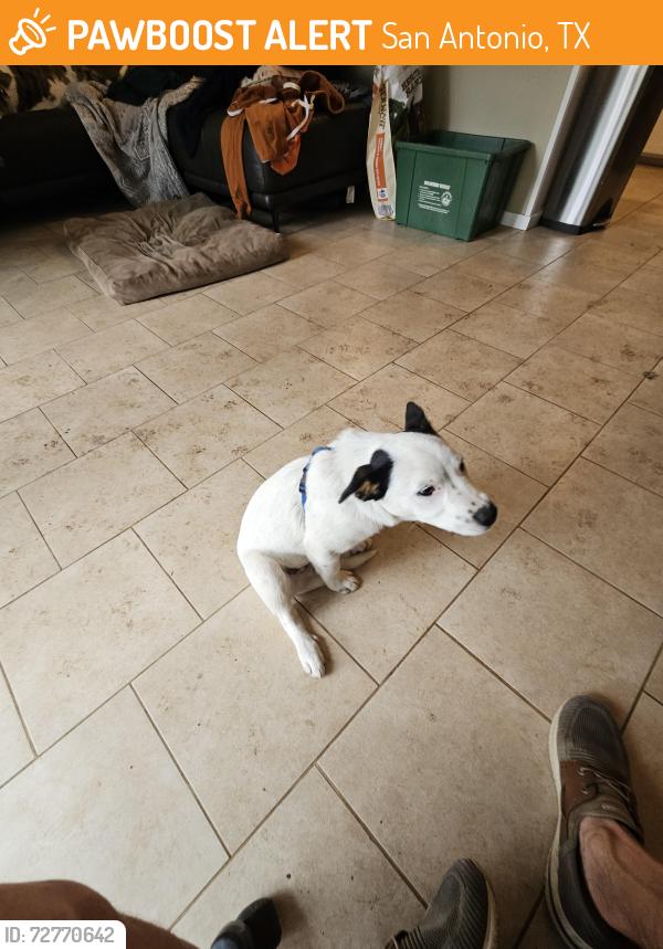 Found/Stray Male Dog last seen La Bahia & El Sendero, 78233, San Antonio, TX 78233