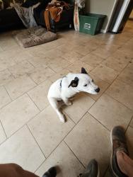 Found/Stray Male Dog last seen La Bahia & El Sendero, 78233, San Antonio, TX 78233