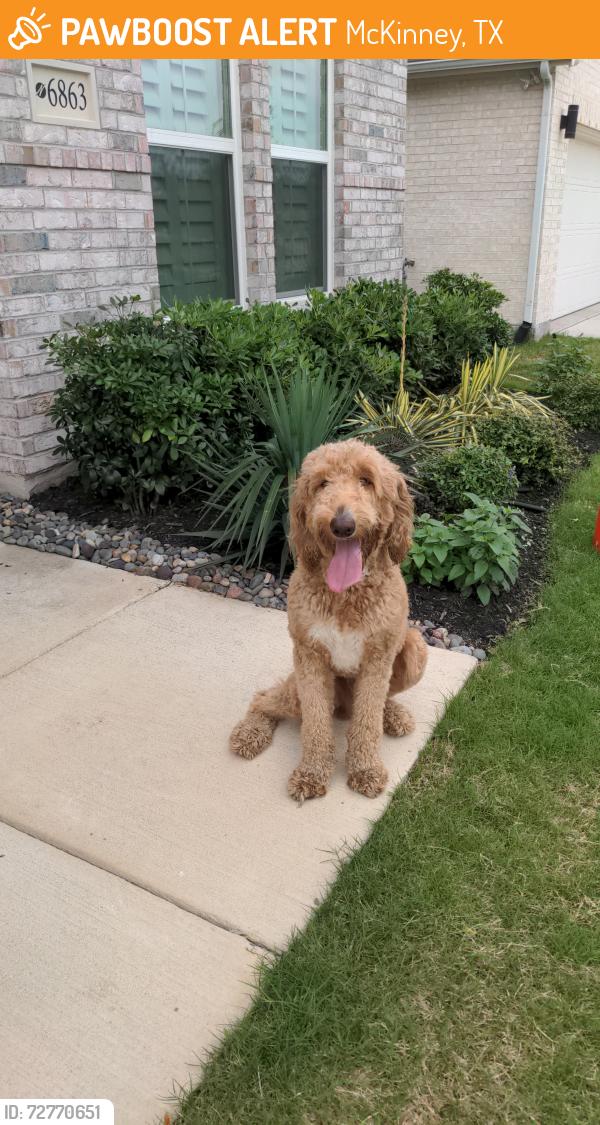 Found/Stray Male Dog last seen ests at Stacy Crossing, McKinney, TX 75070