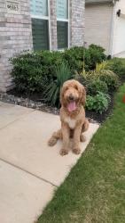 Found/Stray Male Dog last seen ests at Stacy Crossing, McKinney, TX 75070