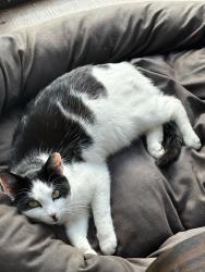 Reunited Female Cat last seen Brookshire Neighborhood, Carmel, IN 46033