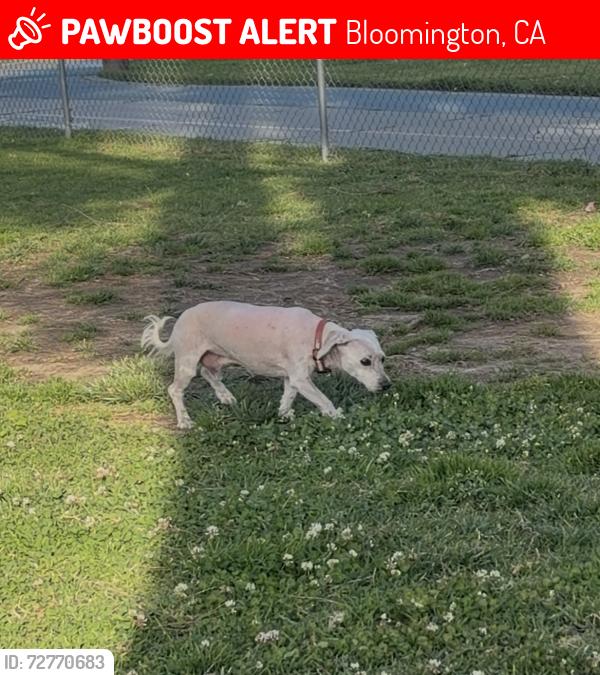 Lost Male Dog last seen Merrill, Forest Ave, Bloomington, CA 92316