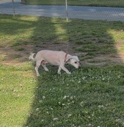 Lost Male Dog last seen Merrill, Forest Ave, Bloomington, CA 92316