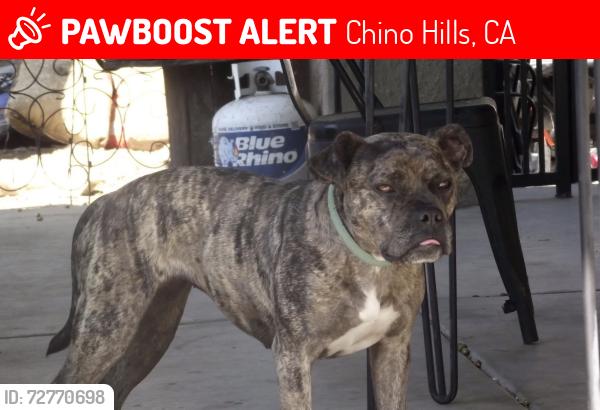Lost Female Dog last seen Canyon Oaks Crossing CHINO HILLS, Chino Hills, CA 91709