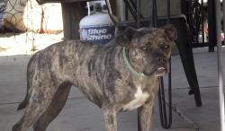 Lost Female Dog last seen Canyon Oaks Crossing CHINO HILLS, Chino Hills, CA 91709
