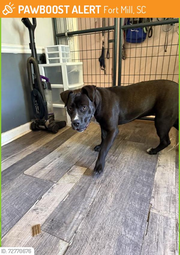 Found/Stray Female Dog last seen Empire Pizza, Fort Mill, Fort Mill, SC 29707