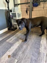 Found/Stray Female Dog last seen Empire Pizza, Fort Mill, Fort Mill, SC 29707