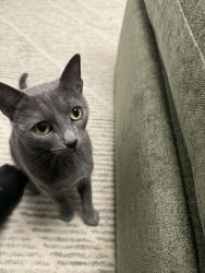 Reunited Female Cat last seen Baldwinsville Police Department , Baldwinsville, NY 13027