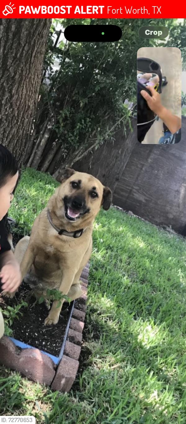 Lost Female Dog last seen Deen and 28th st we live in the 3rd block , Fort Worth, TX 76106