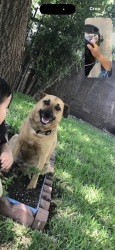 Lost Female Dog last seen Deen and 28th st we live in the 3rd block , Fort Worth, TX 76106