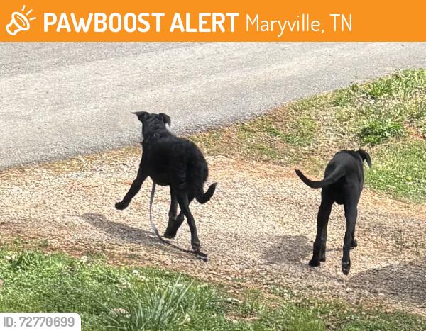 Found/Stray Unknown Dog last seen Whites Mill Rd, Maryville, TN 37803