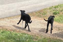 Found/Stray Unknown Dog last seen Whites Mill Rd, Maryville, TN 37803