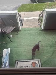 Found/Stray Unknown Cat last seen On my porch , Rochester, NY 14615
